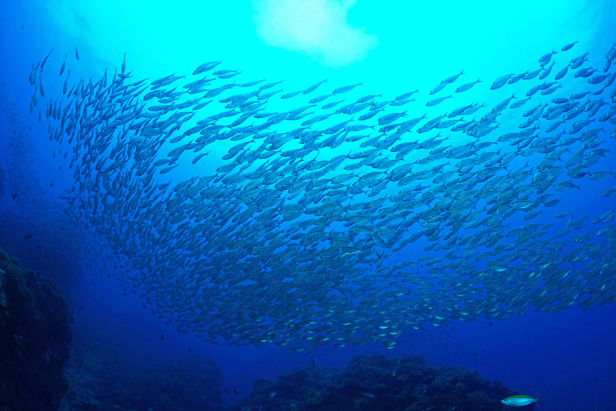 3-piece-aluminium-print-fish-world