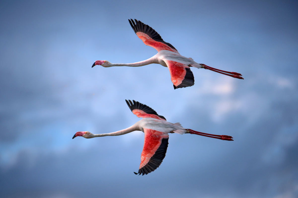 framedcanvas-print-greater-flamingos-x