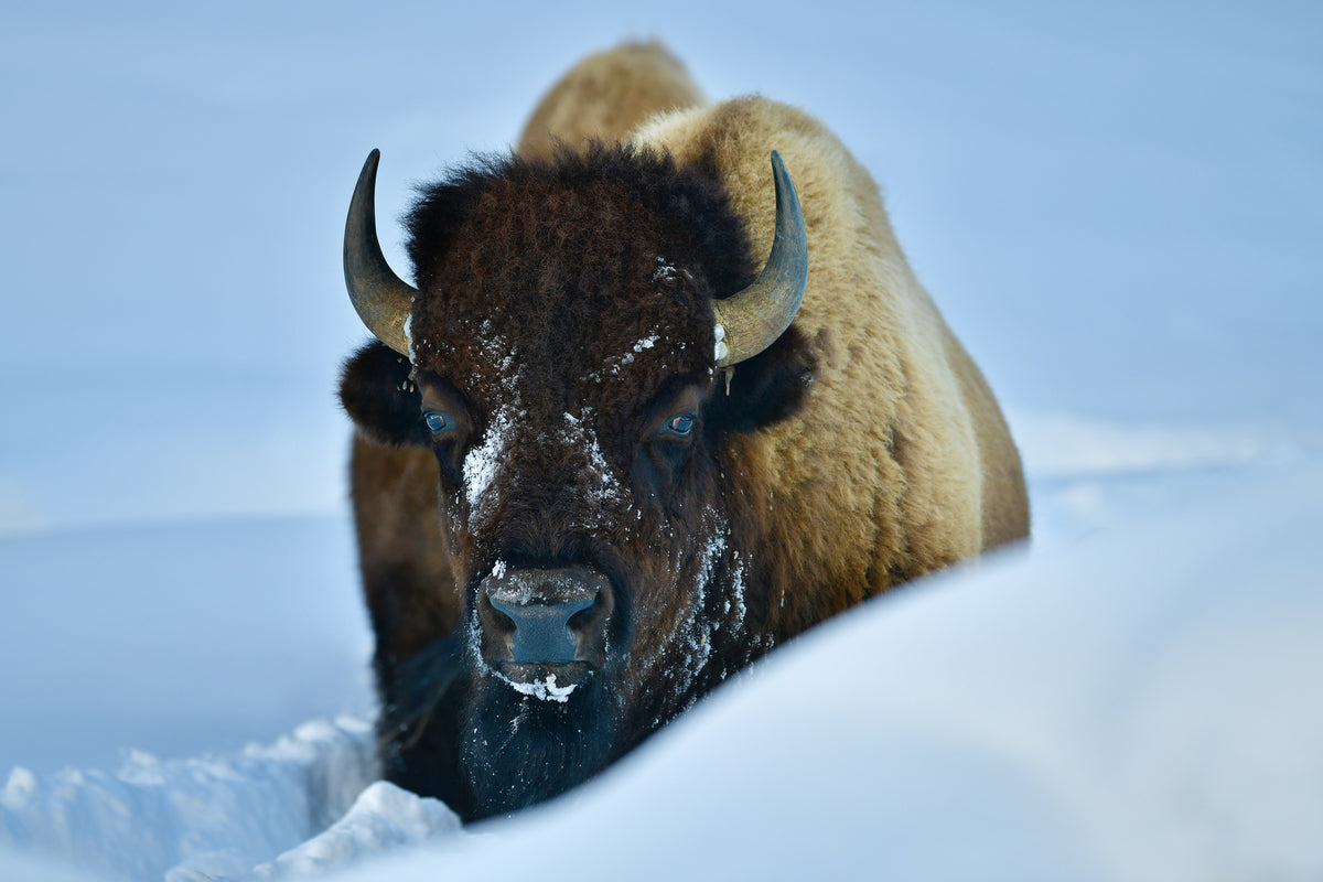 framedposter-print-winter-bison