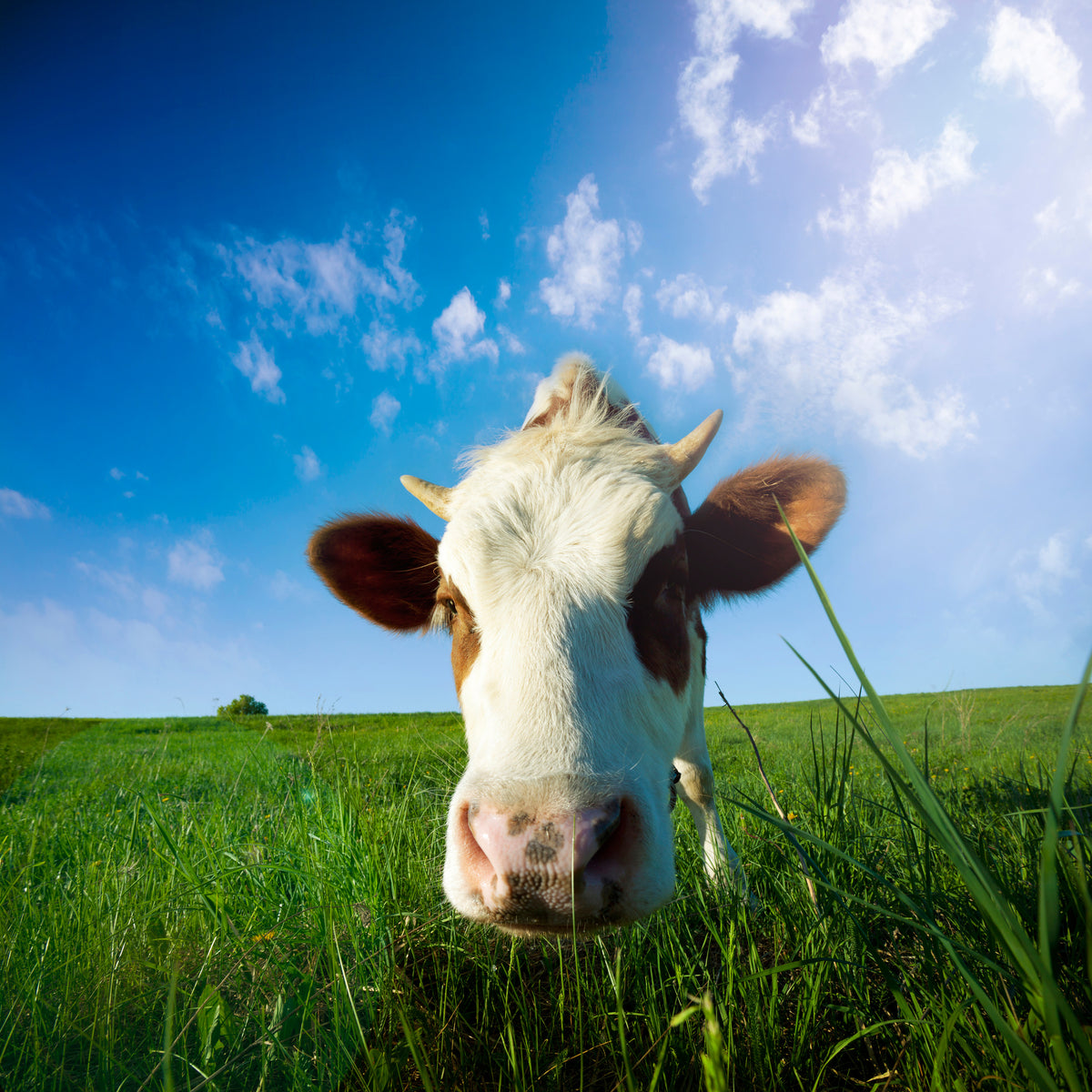 4-piece-aluminium-print-the-cow