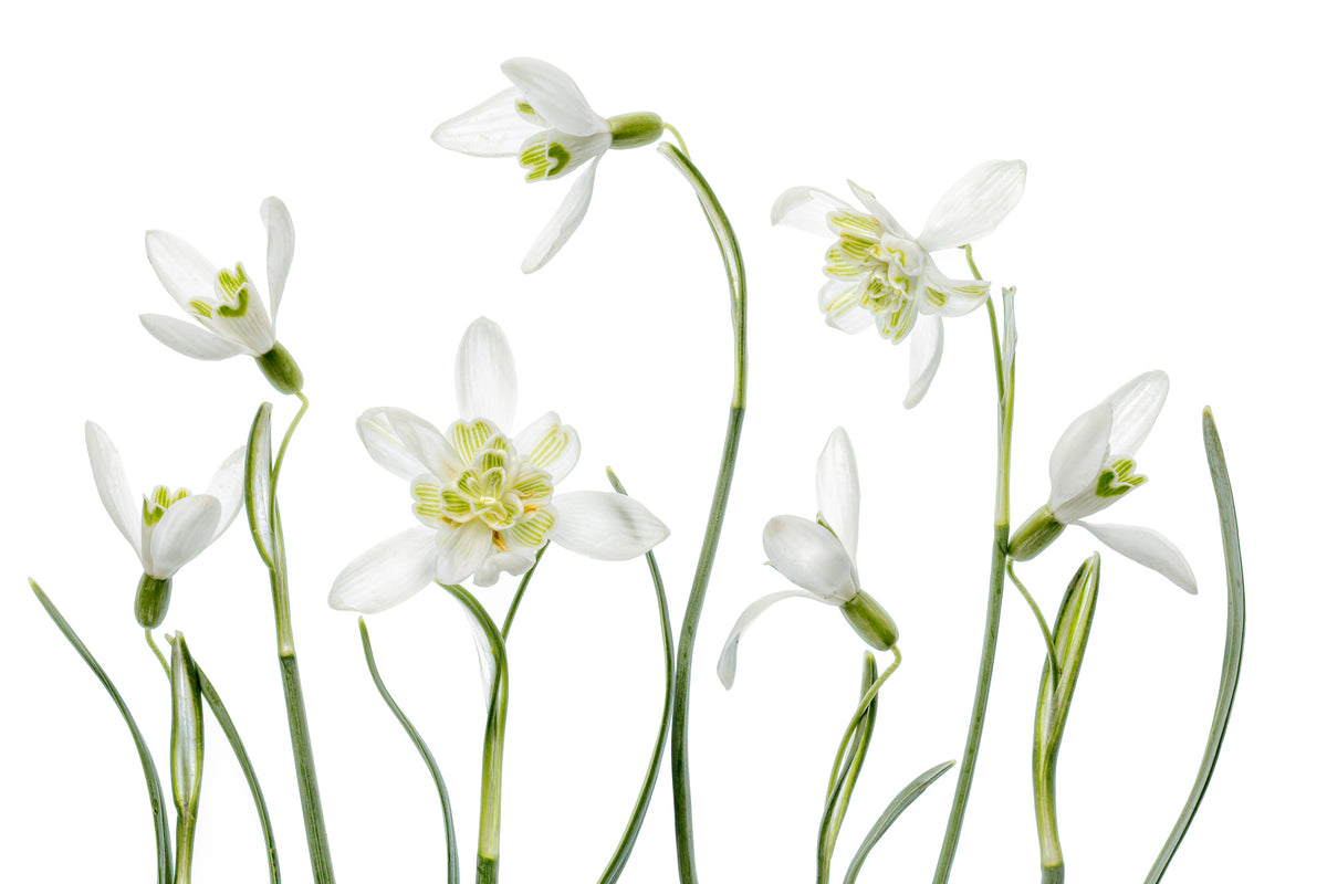 modern-3-piece-aluminium-print-spring-snowdrops