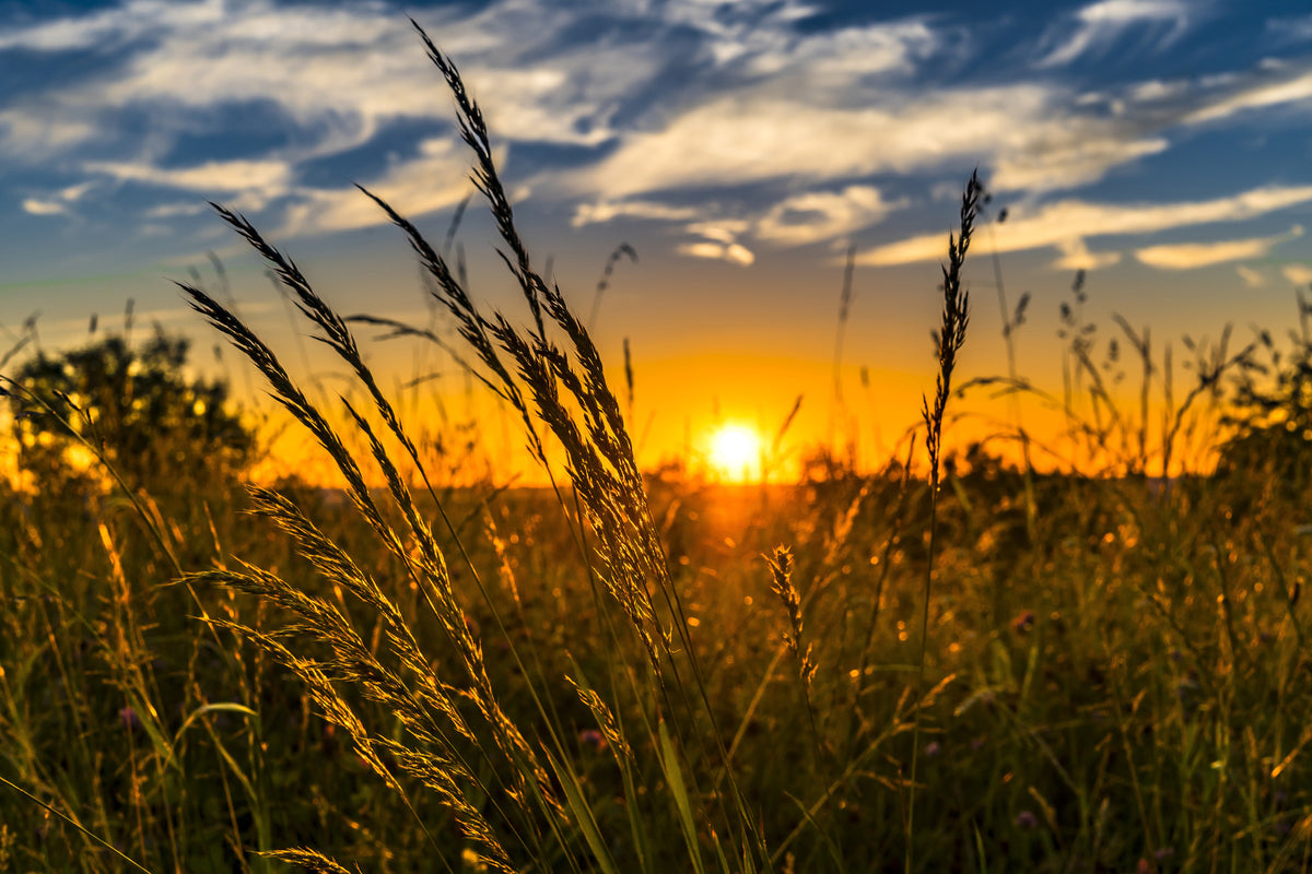 framedposter-print-the-sunset-on-the-field