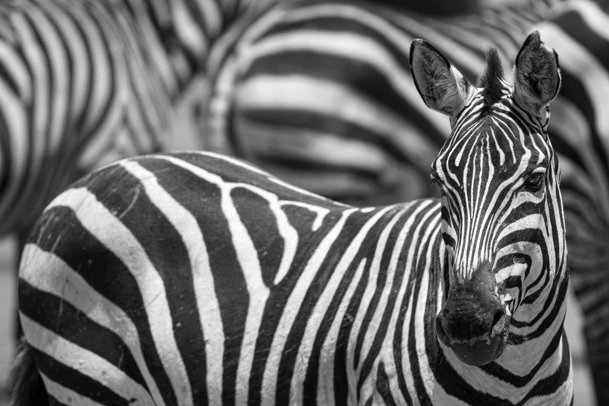 poster-print-stripes-x