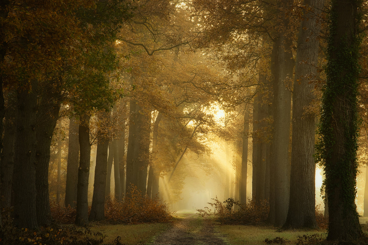 framedposter-print-forever-forest-x