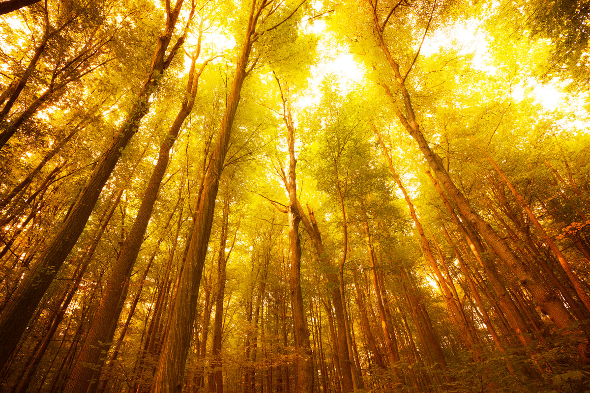 modern-3-piece-aluminium-print-autumn-forest
