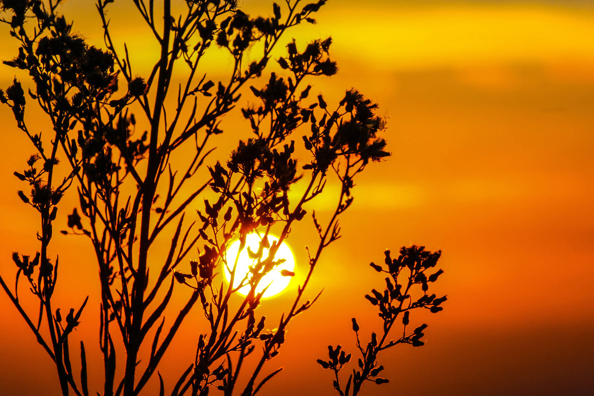 modern-3-piece-acrylic-print-a-shrub-in-the-sunset