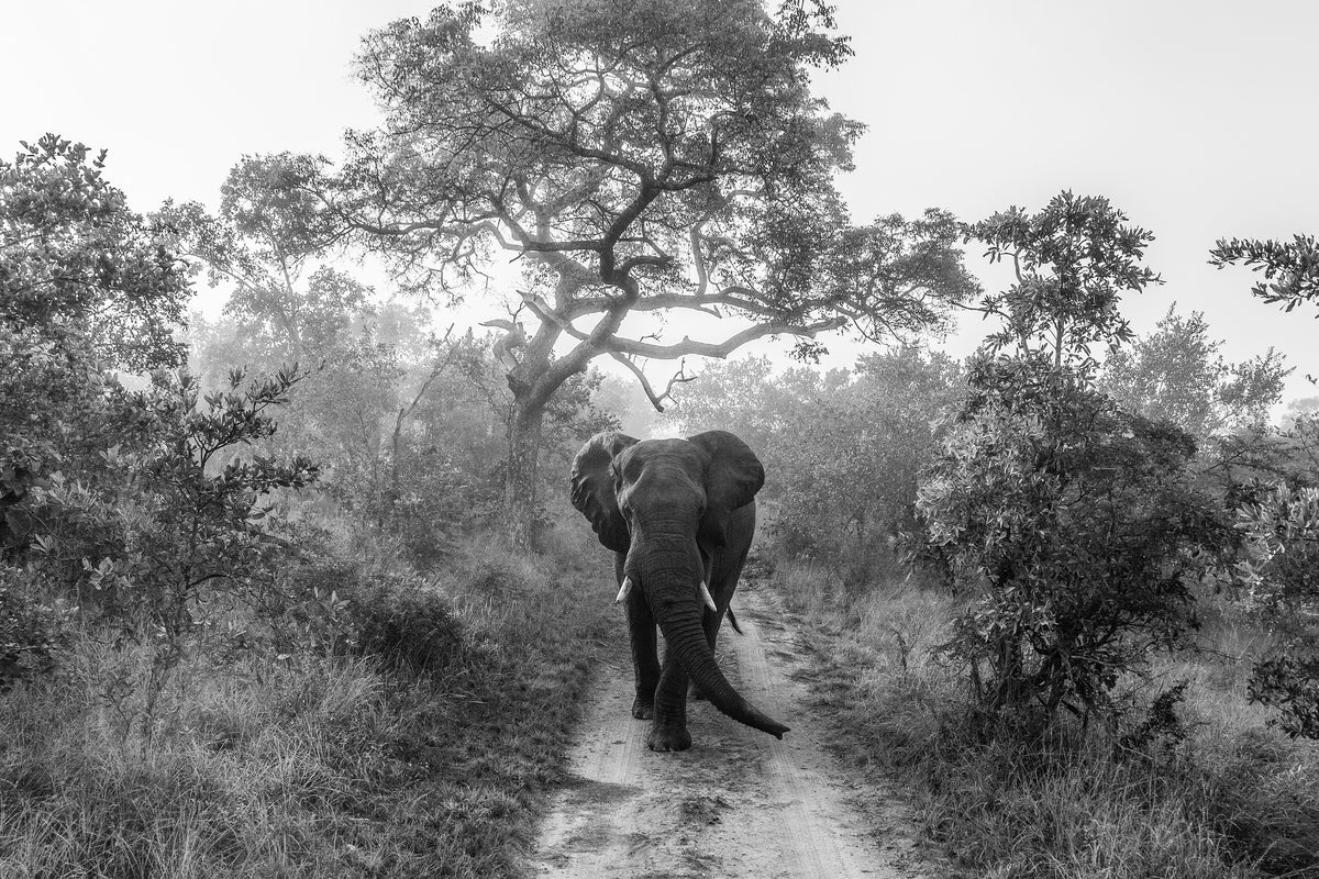 acrylic-print-walking-giant-x
