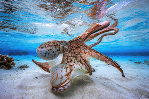 acrylic-print-dancing-octopus