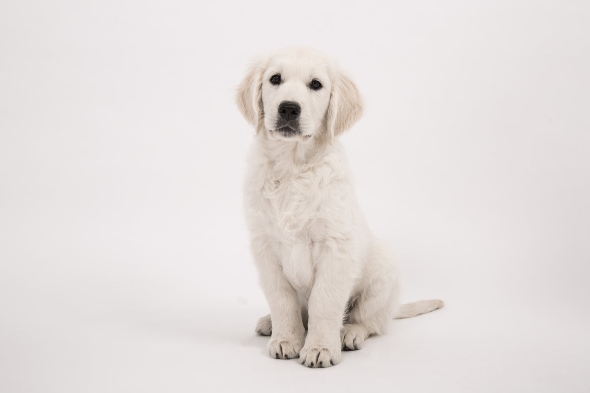 aluminium-print-sweet-golden-retriever-puppy