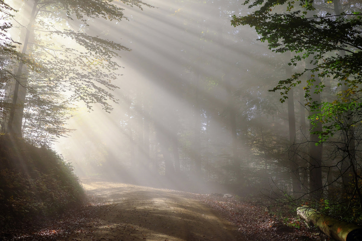 framedcanvas-print-mystical-light-in-the-forest