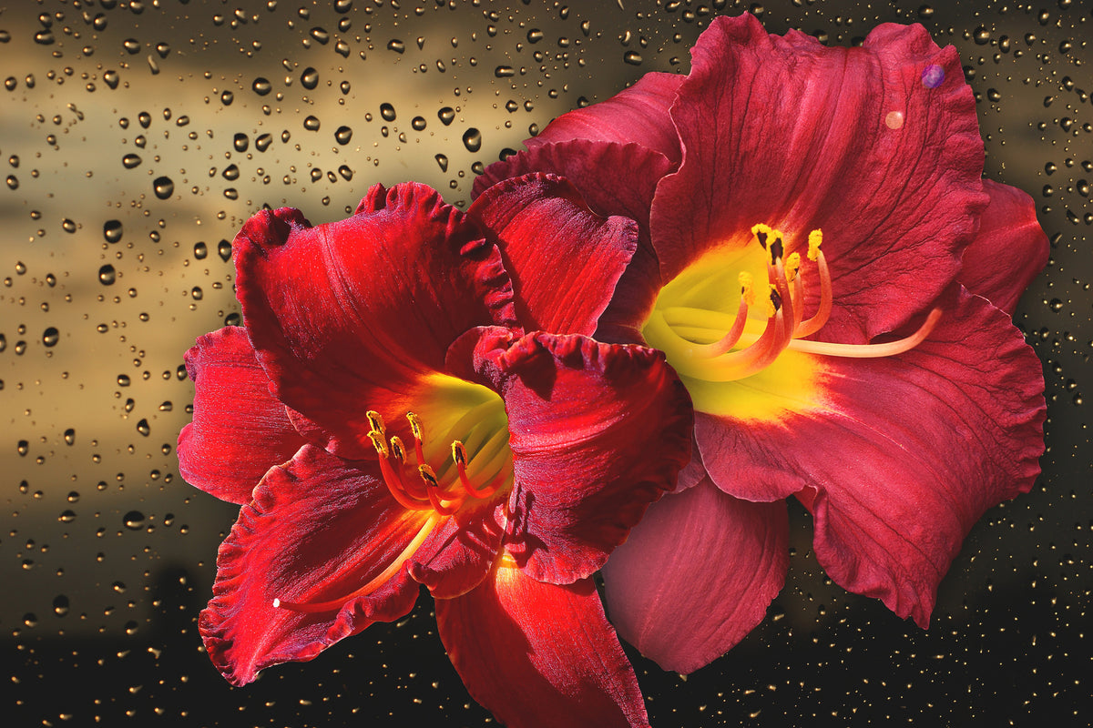 modern-3-piece-acrylic-print-lily-flowers-with-water-drops