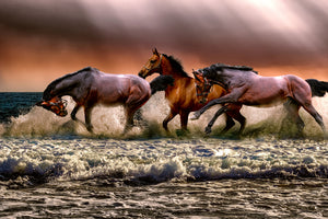 3-piece-aluminium-print-freedom-for-horses