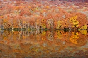 poster-print-glowing-autumn-x