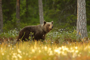 poster-print-brown-bear-x
