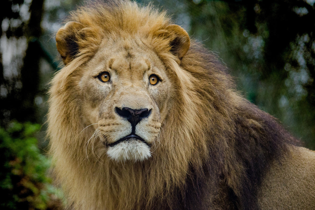 framedposter-print-king-of-wildlife
