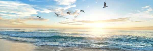 panoramic-3-piece-acrylic-print-the-seagulls-and-the-sea-at-sunrise-31-panorama