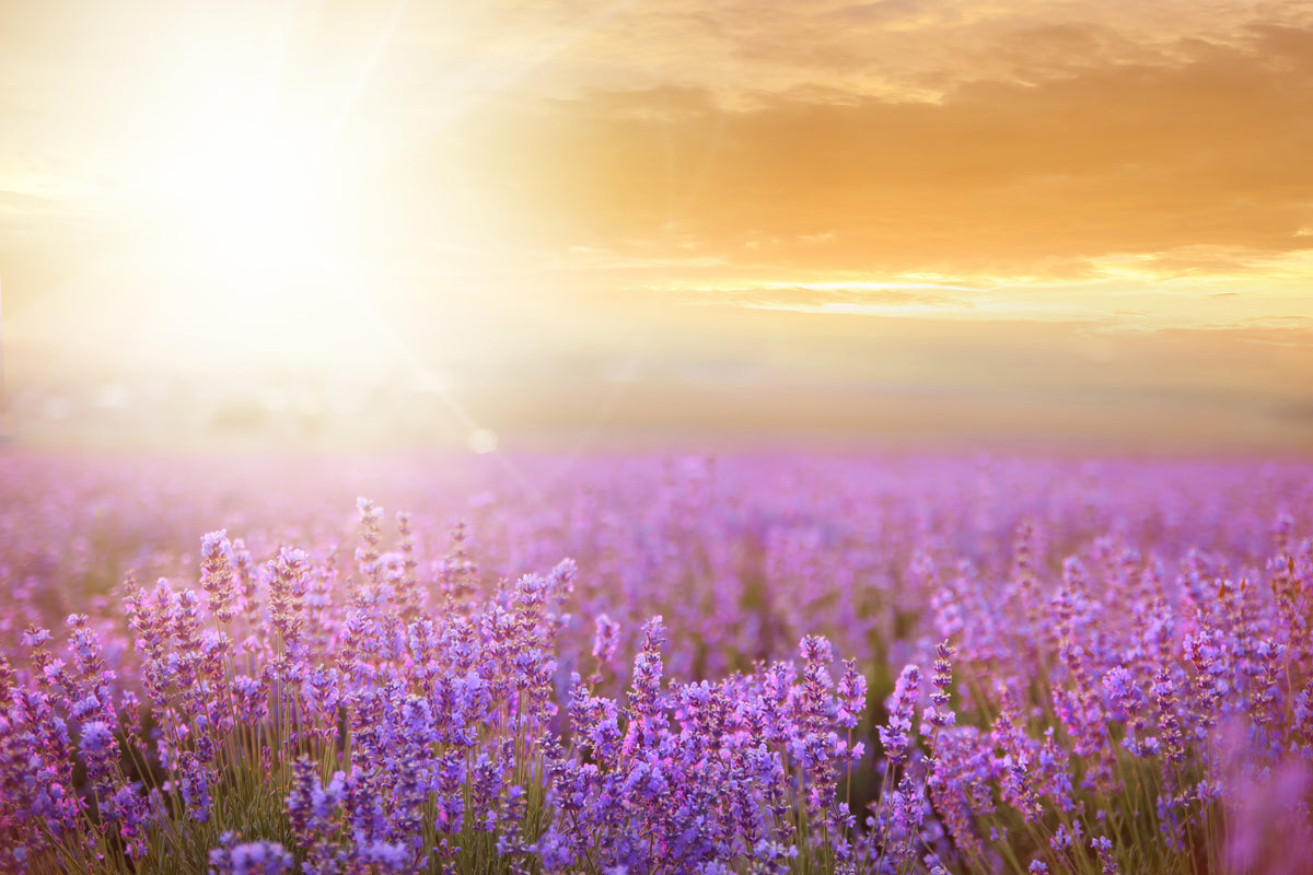 aluminium-print-sunset-in-lavender-field