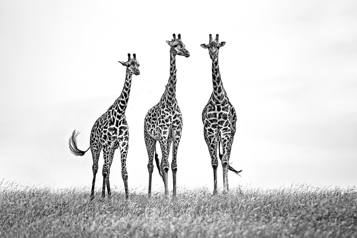 poster-print-giraffes-in-the-mara-plains-x