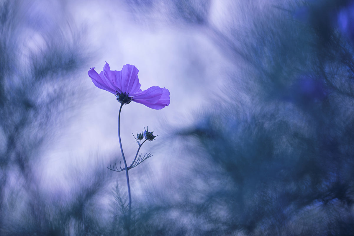 aluminium-print-blue-dream-x
