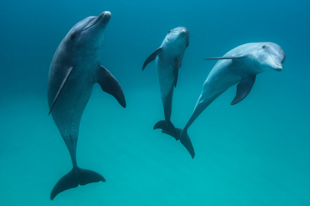 aluminium-print-bottlenose-dolphins-ii