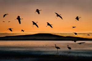 aluminium-print-fly-in-at-sunset