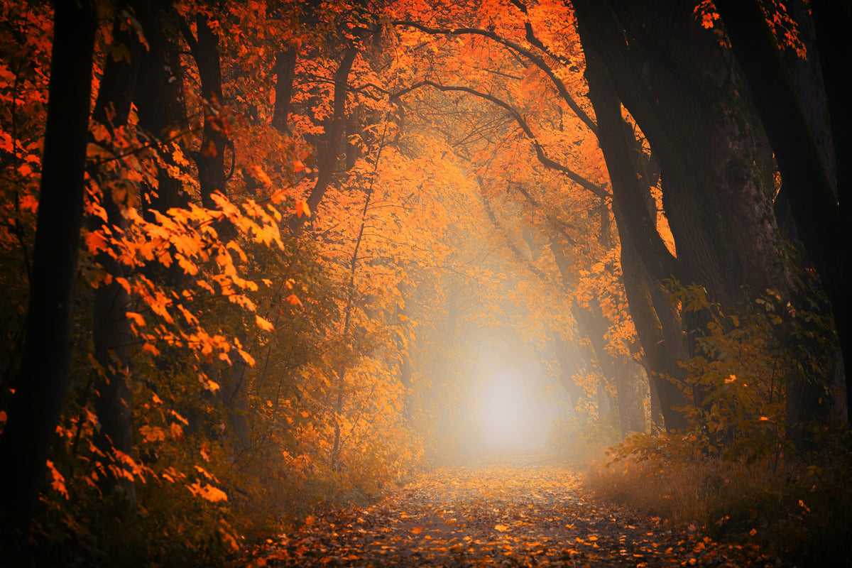 framedcanvas-print-autumn-light-in-the-forest