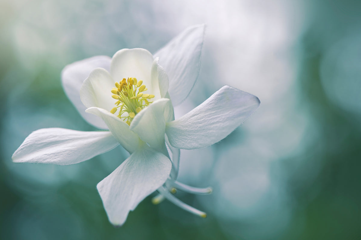 acrylic-print-purity-xbj
