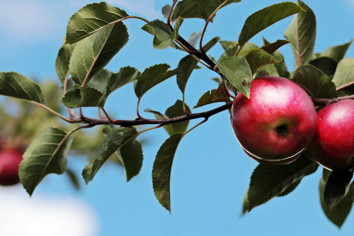 3-piece-aluminium-print-apple-on-the-tree