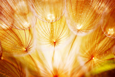 poster-print-close-up-dandelion-in-light
