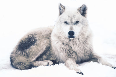 poster-print-the-wolf