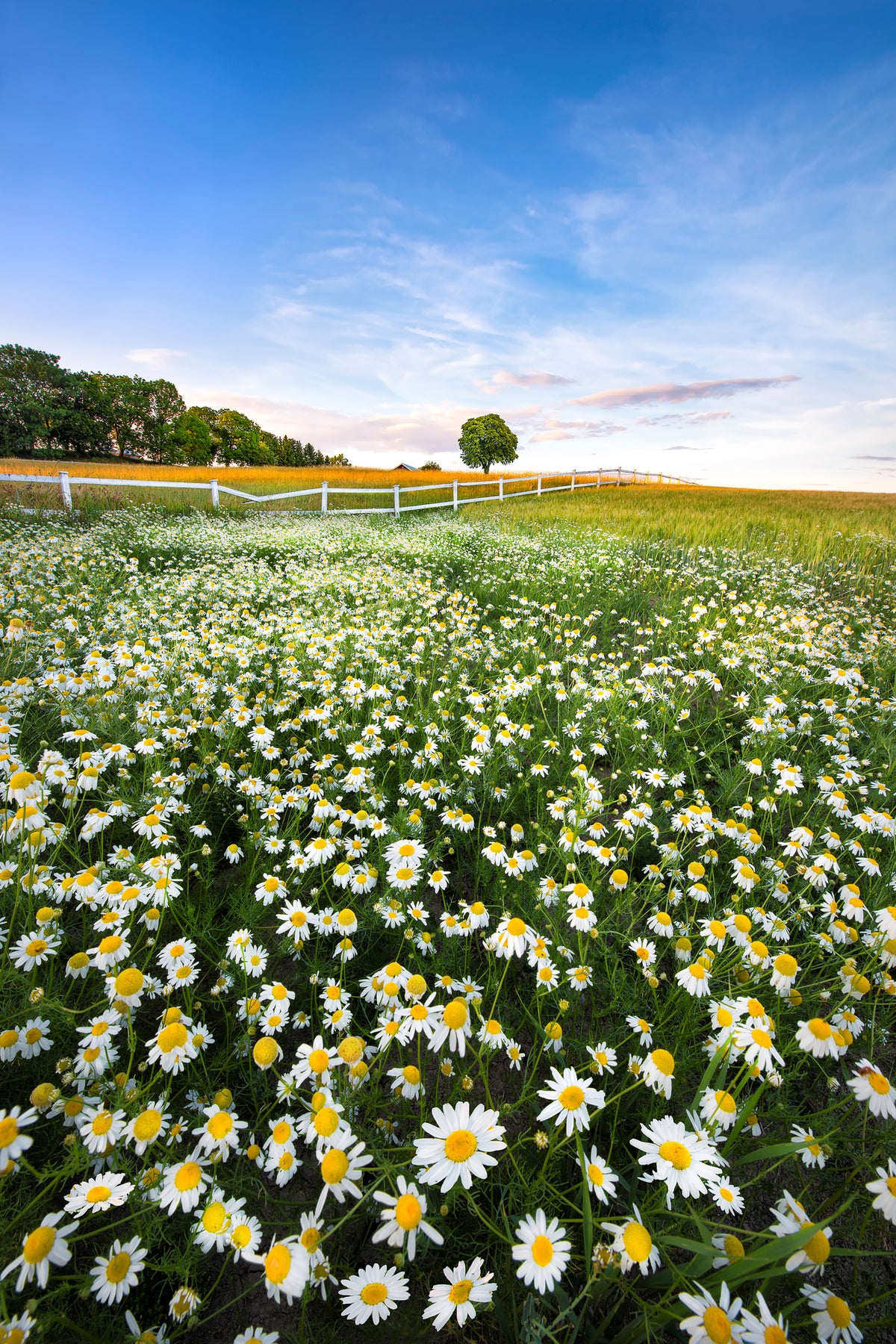 acrylic-print-daisyfield-in-sweden-x