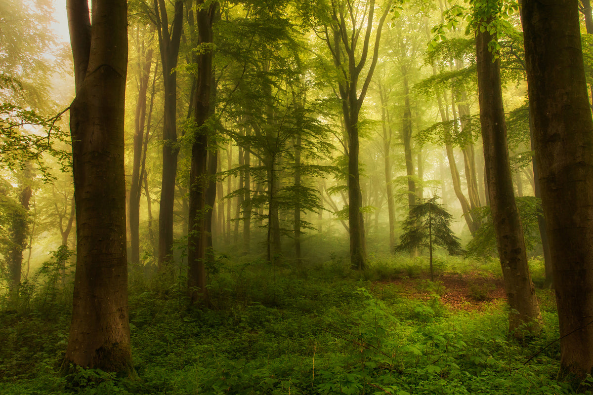 aluminium-print-the-little-tree