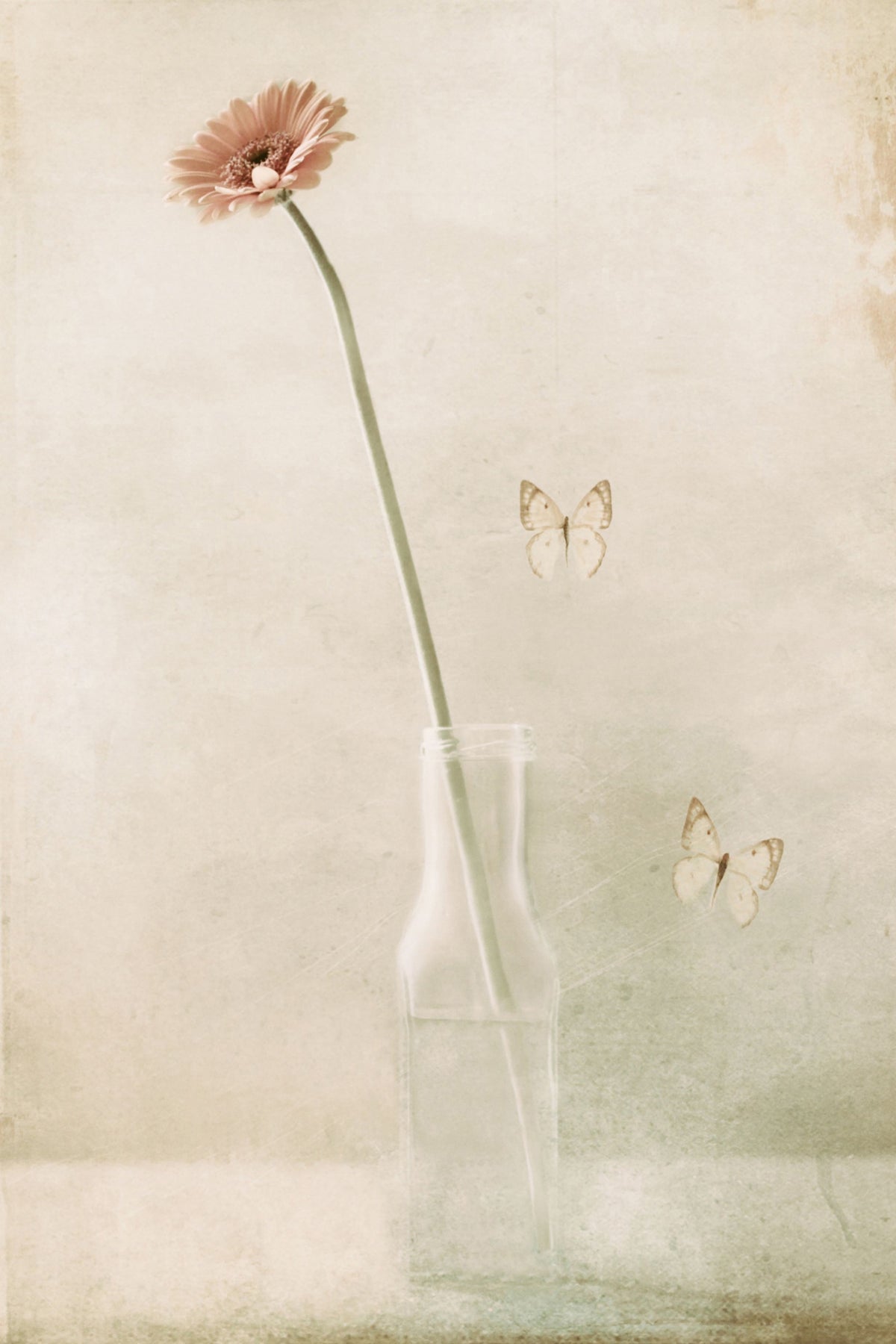 acrylic-print-miss-daisy