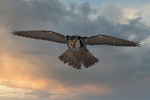 poster-print-sky-patrol-x