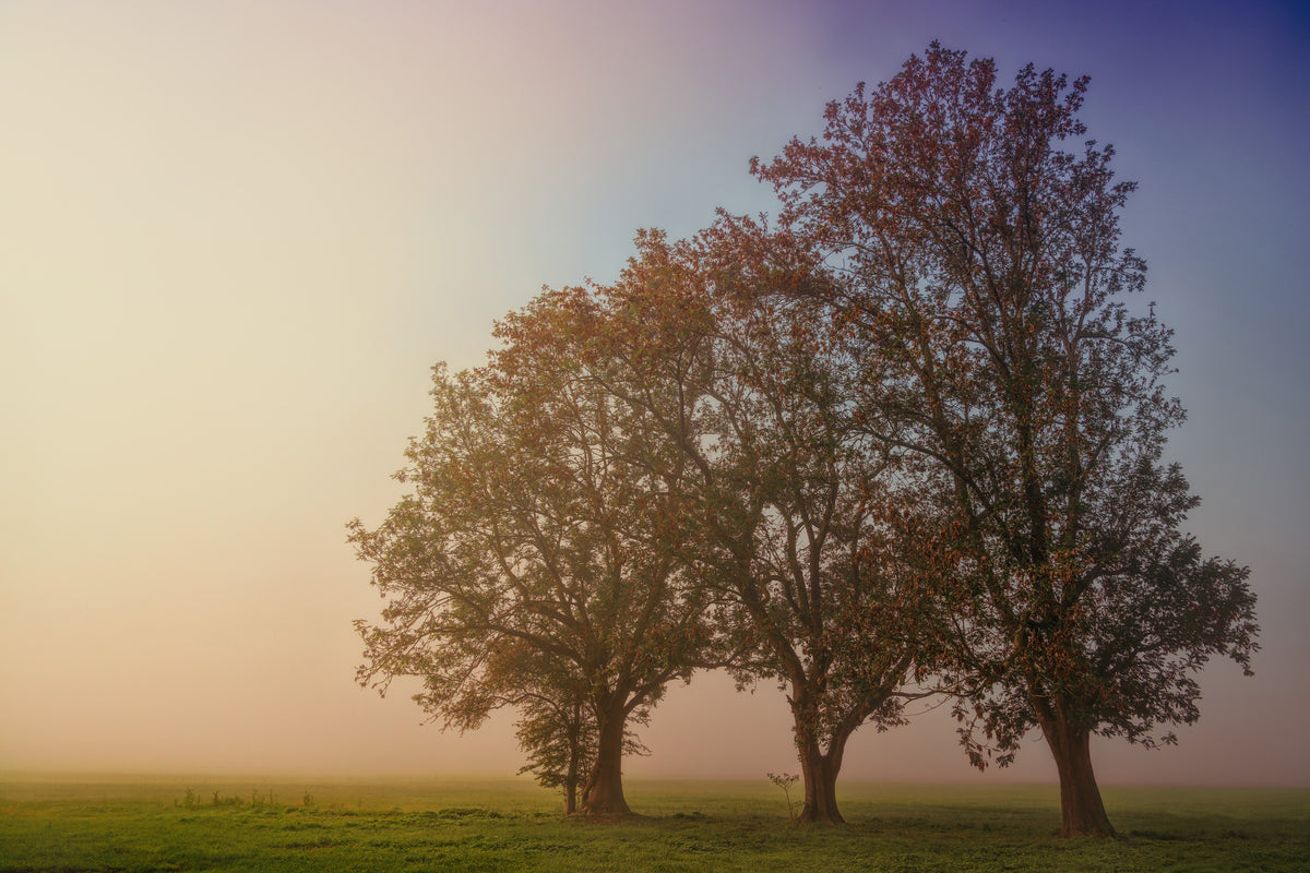 3-piece-aluminium-print-the-crooked-tree