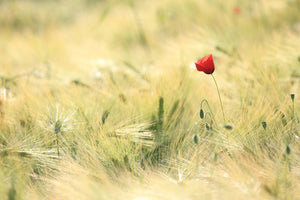 modern-3-piece-aluminium-print-a-poppy