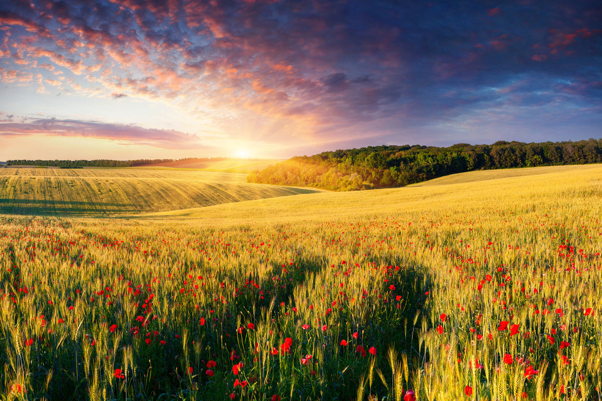 framedposter-print-a-flower-field-at-sunrise