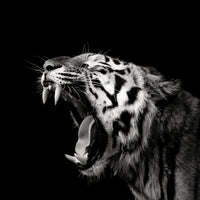 poster-print-primal-yawn-4-x