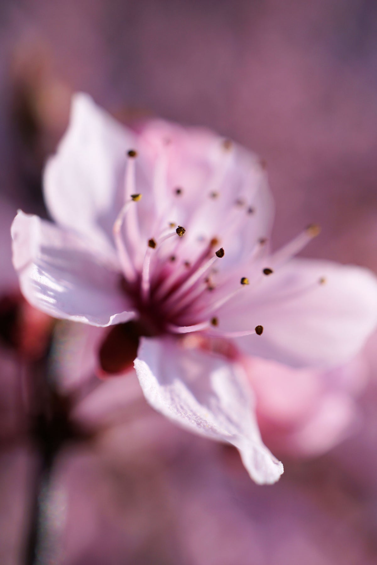 framedcanvas-print-adorable-cherry-blossom