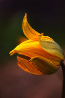 canvas-print-shine