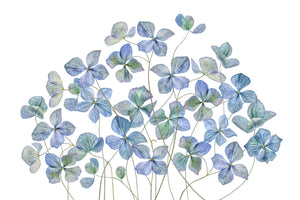 acrylic-print-hydrangea-xmy