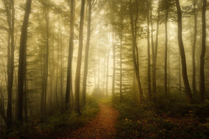 canvas-print-charm-of-the-ephemeral-x