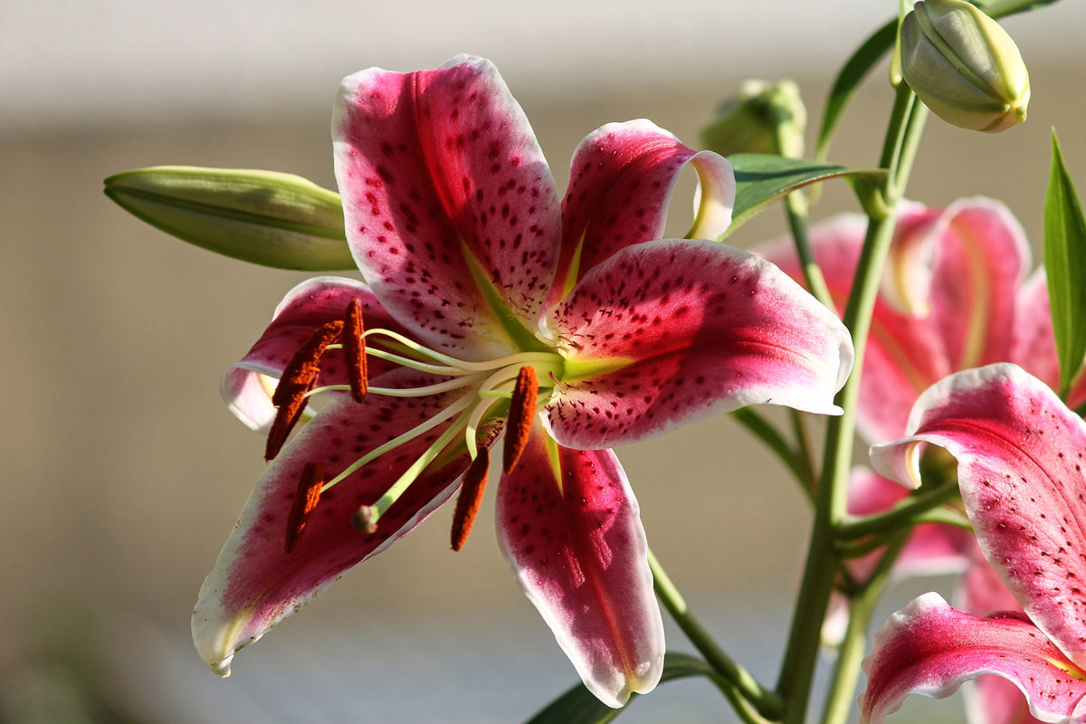 3-piece-acrylic-print-close-up-lily-in-red