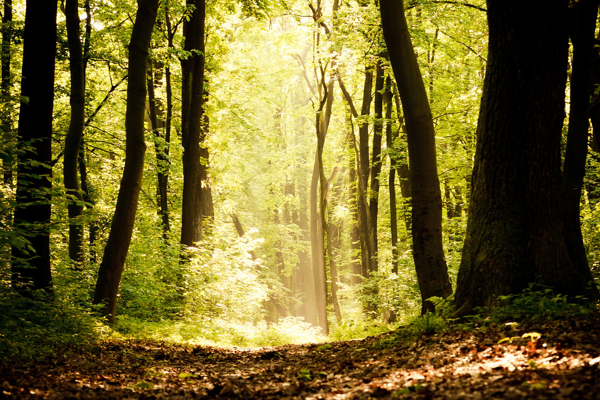 canvas-print-sunrise-in-the-forest