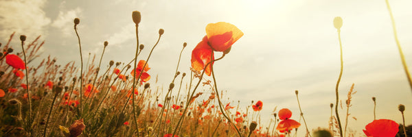 panoramic-3-piece-acrylic-print-the-poppy-field-at-sunrise-panorama