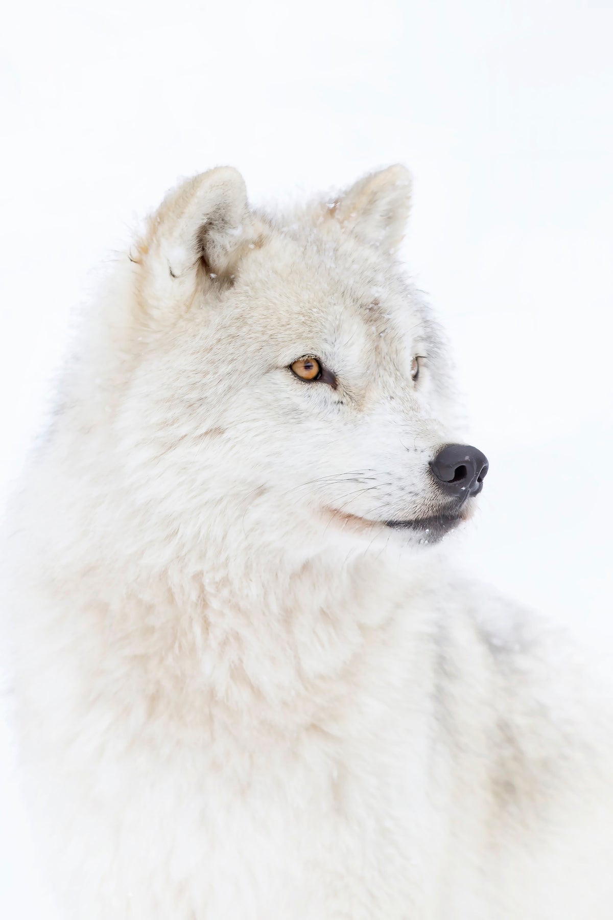 aluminium-print-portrait-of-an-arctic-wolf-x