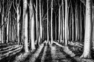 framedposter-print-ghost-forest