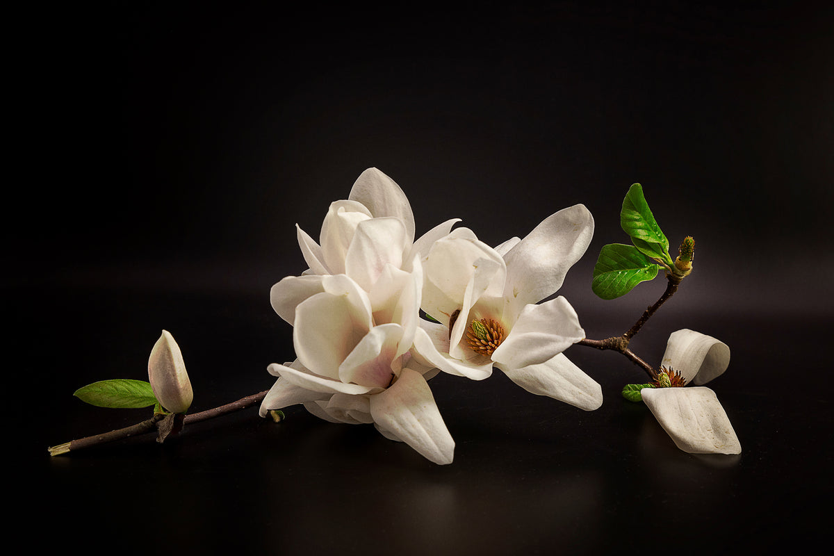 3-piece-canvas-print-magnolia