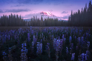 framedcanvas-print-adam-s-lupine-x