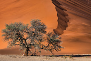 framedcanvas-print-acacia-in-the-desert-x